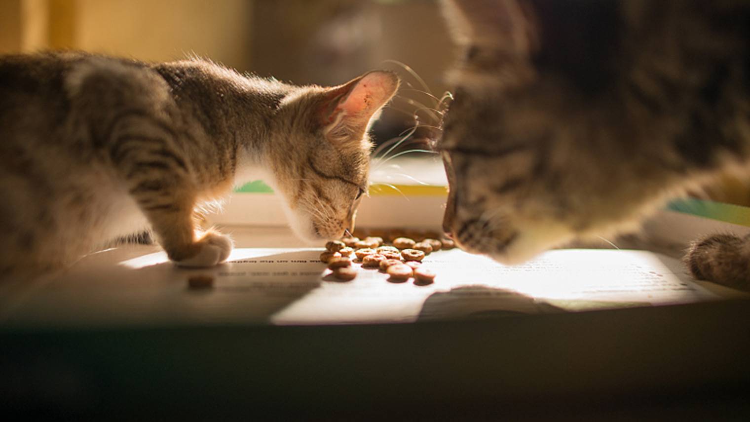 自制猫饭短视频获1.3亿次围观，这种“升级版猫粮”是好生意吗？